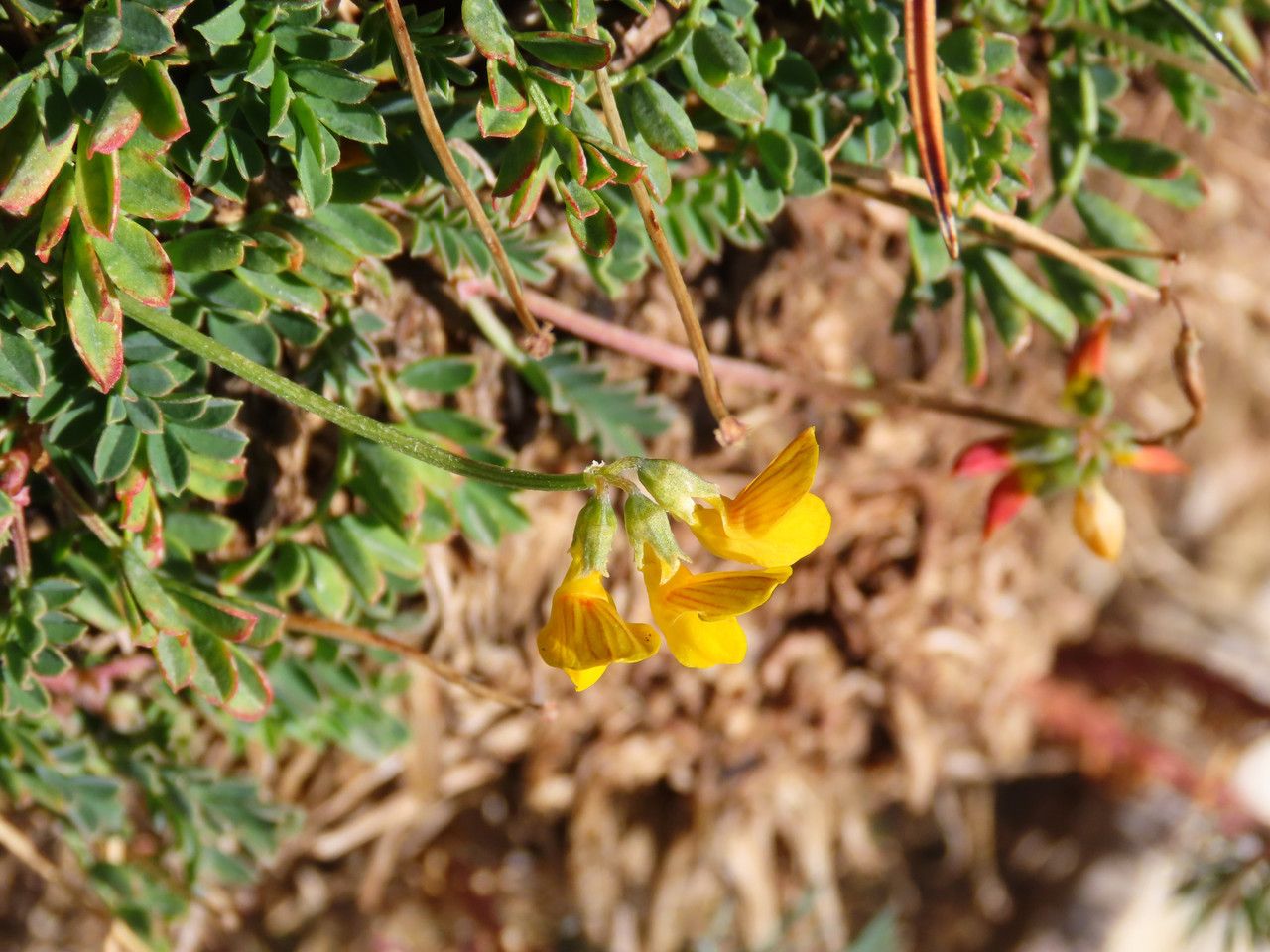 Coronilla vaginalis flower