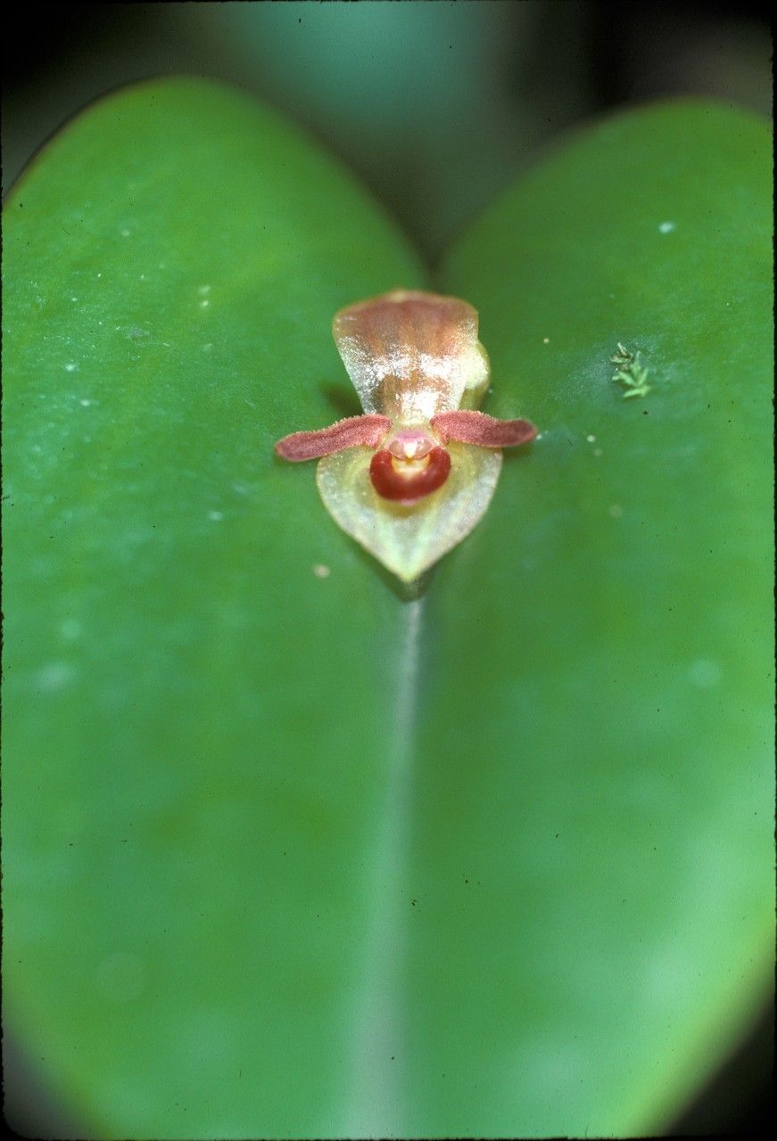 Pleurothallis omoglossa — houseplant care guide