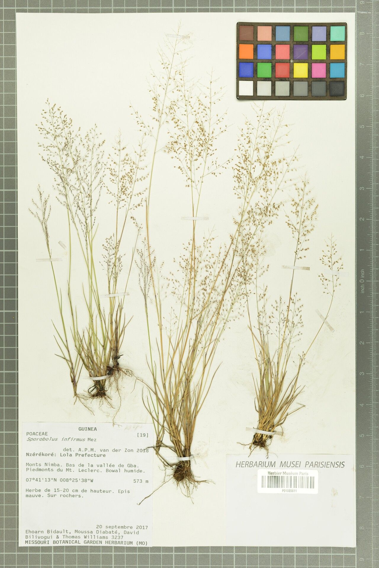 Sporobolus infirmus — houseplant care guide