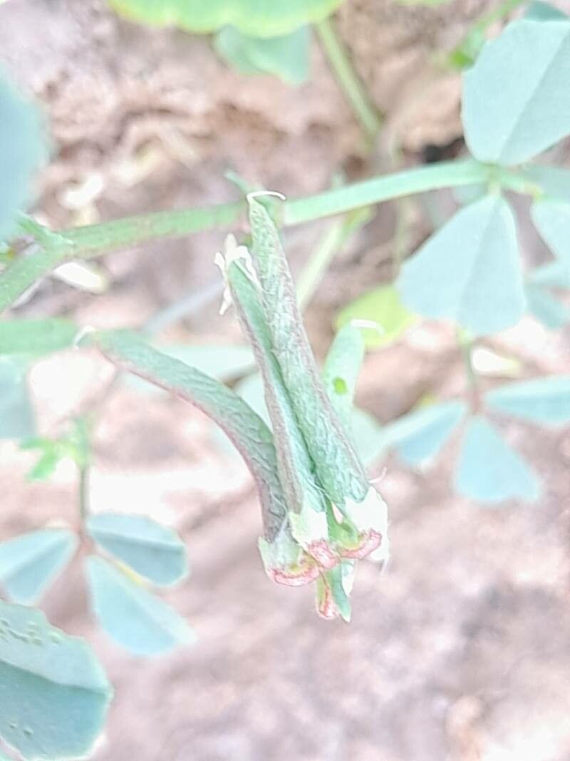 Trigonella glabra fruit