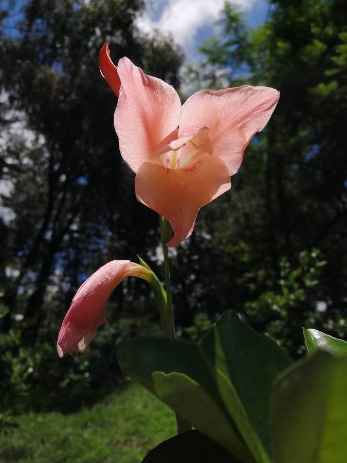 Gladiolus dalenii flower