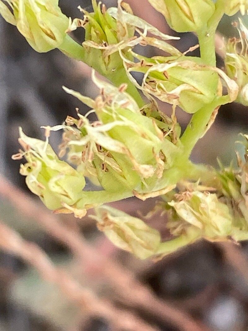 Petrosedum ochroleucum fruit