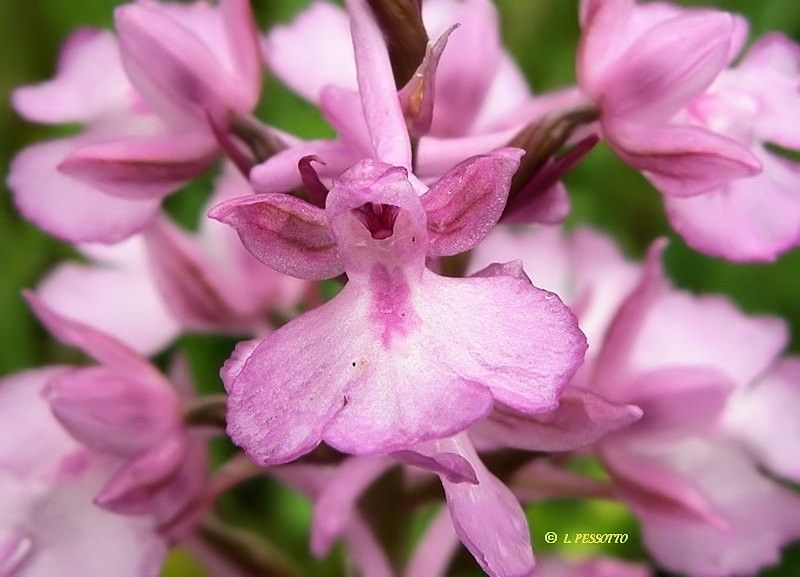 Anacamptis × laniccae — search result for 'Anacamptis'