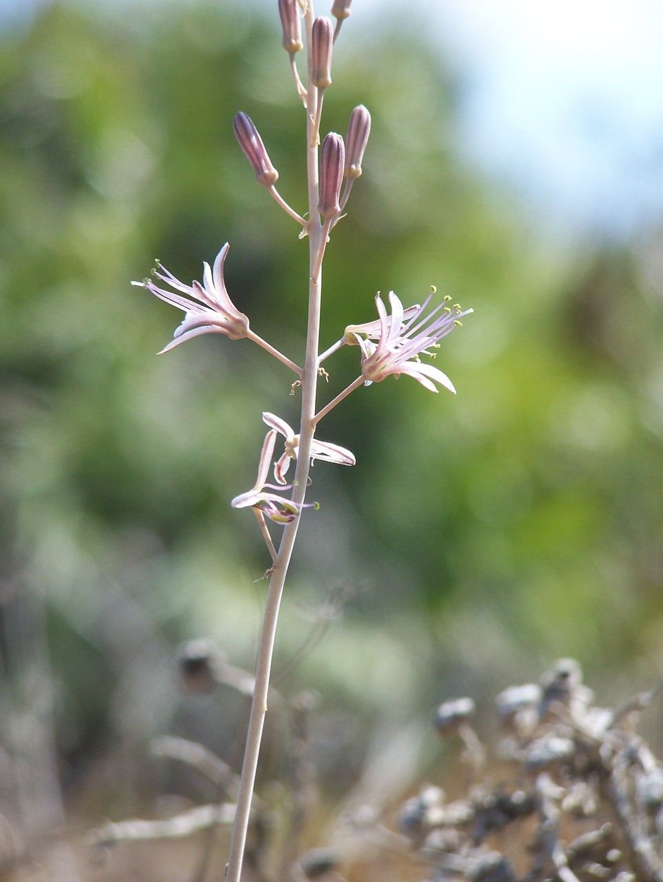 Drimia undulata flower