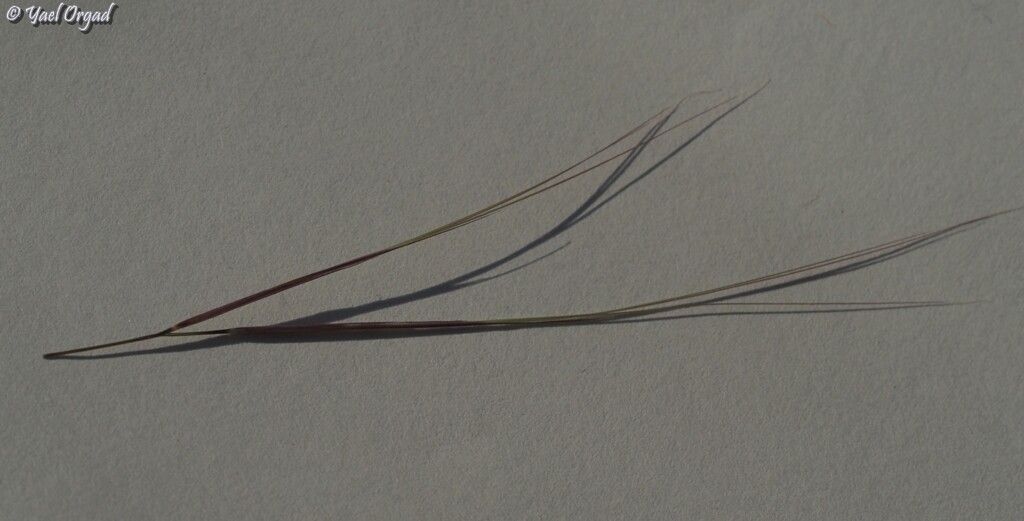 Aristida sieberiana fruit