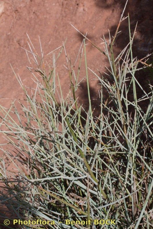 Polygala balansae habit