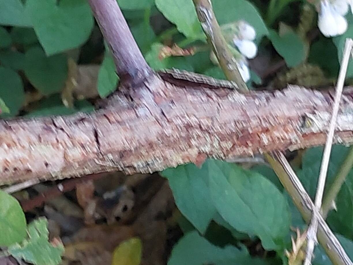 Rosa clinophylla bark