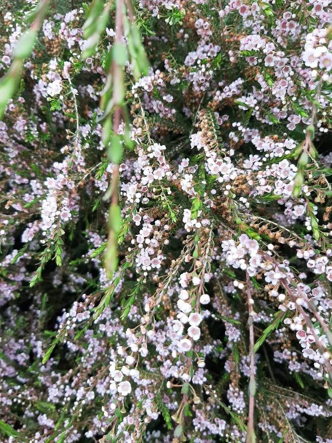 Thryptomene baeckeacea — search result for 'Myrtaceae'