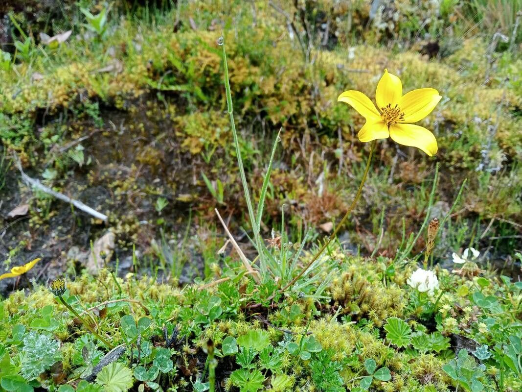 Bidens triplinervia habit