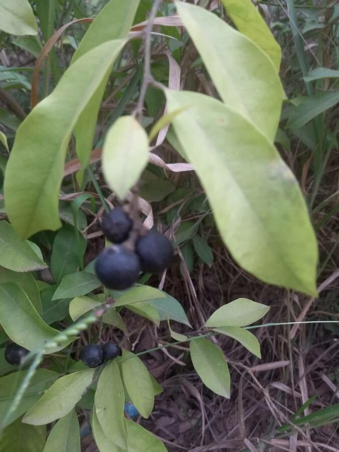 Backhousia citriodora fruit