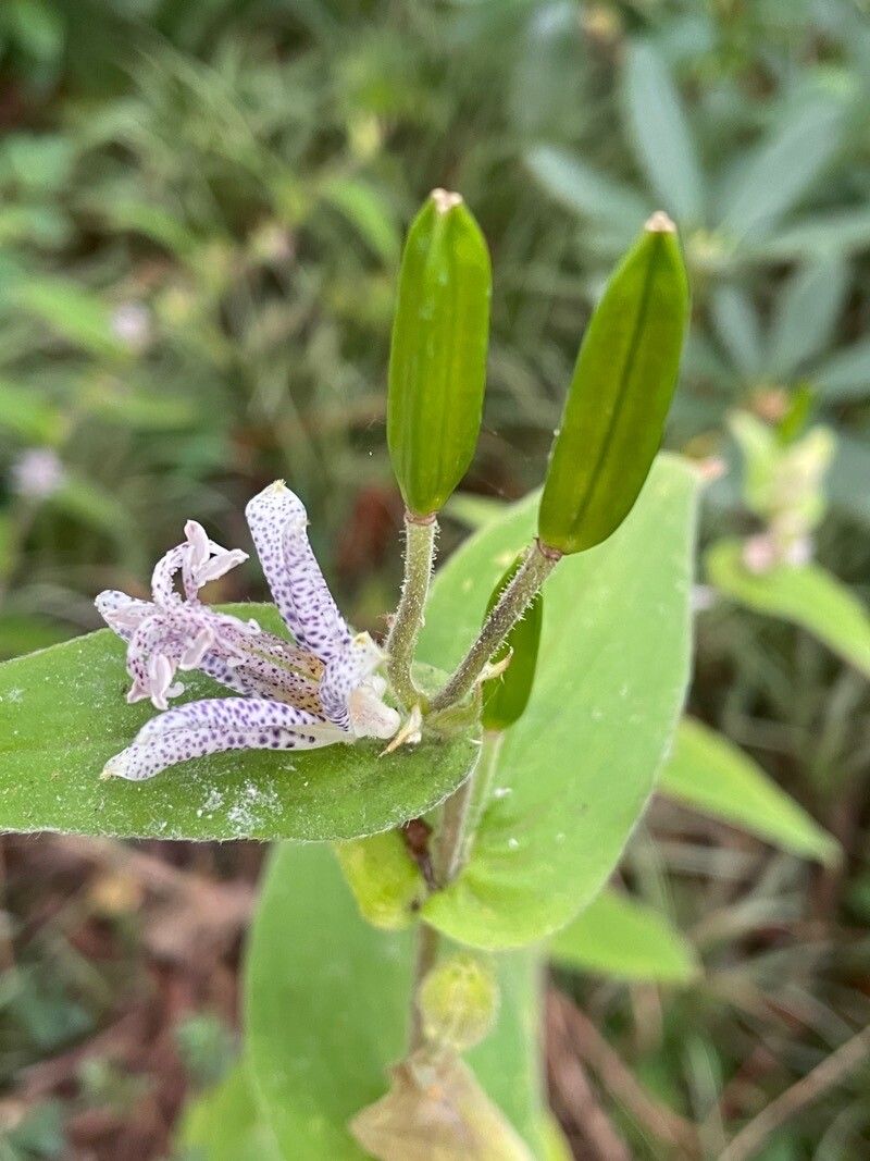 Tricyrtis maculata fruit