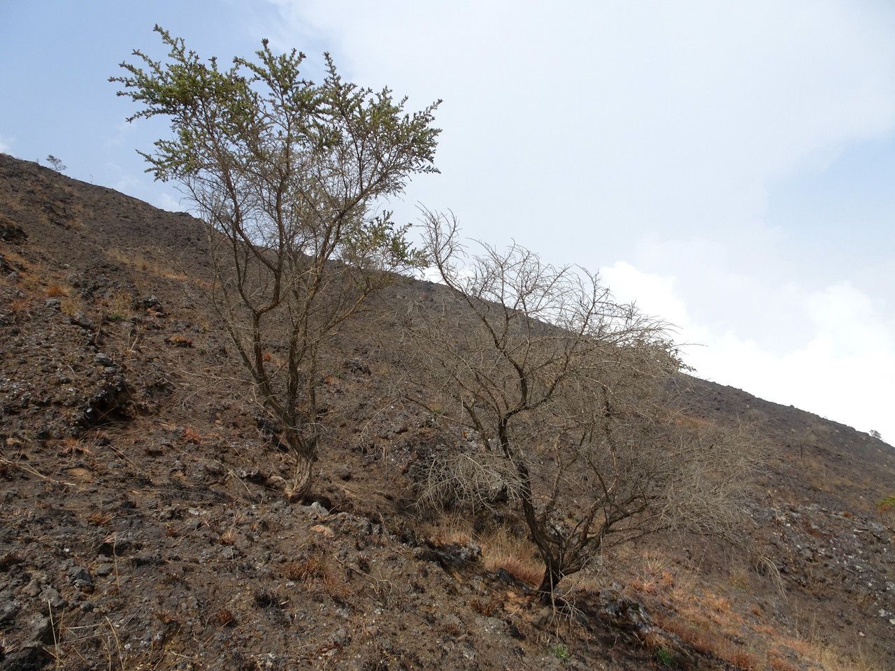 Adenocarpus mannii habit