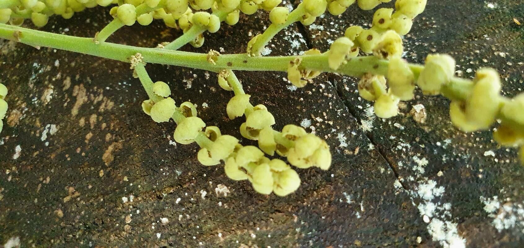 Macaranga gigantea flower