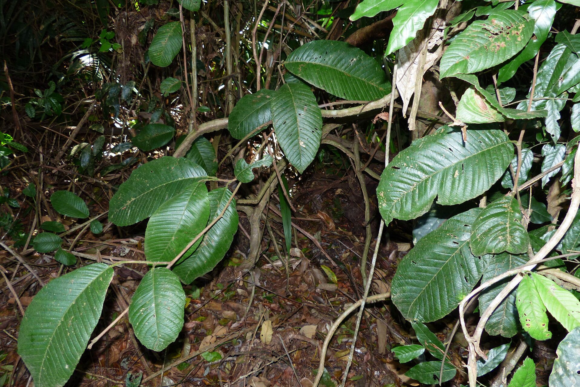 Tetracera portobellensis — houseplant care guide