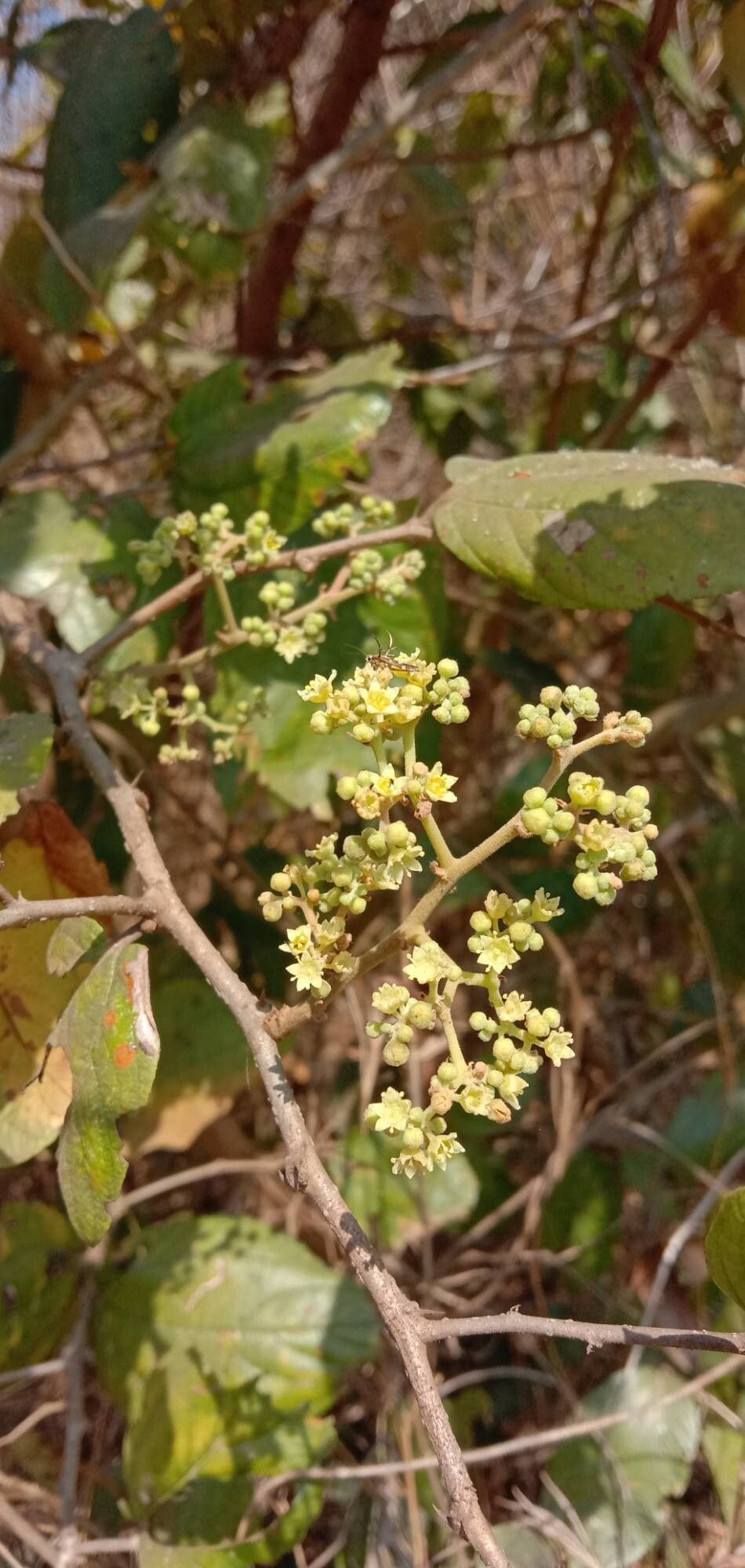 Ziziphus rugosa flower