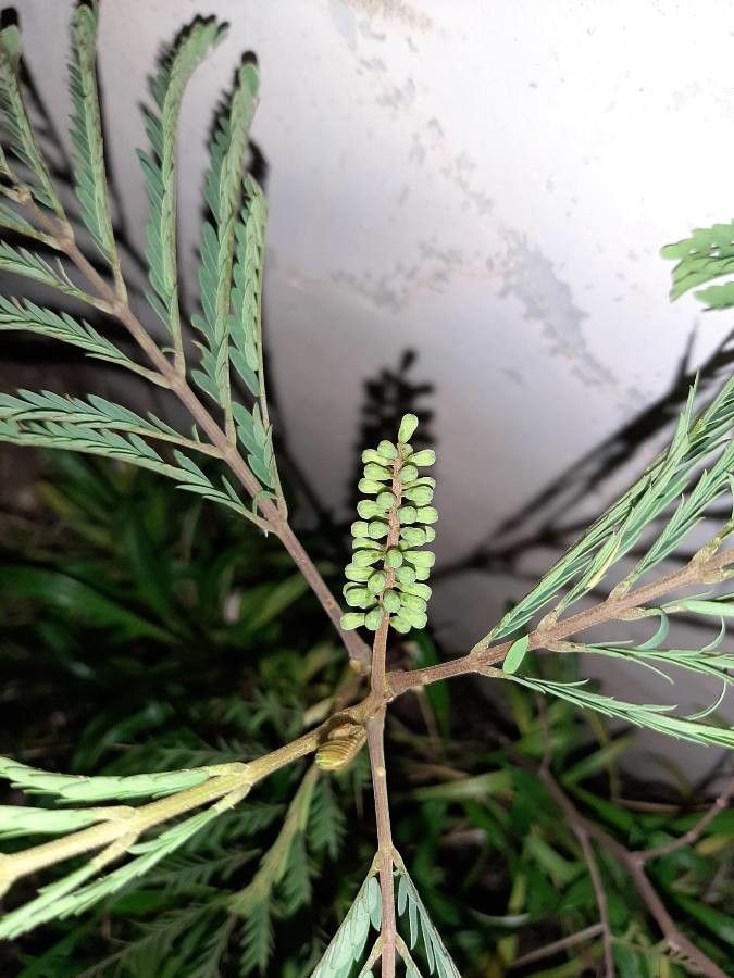 Balizia elegans flower
