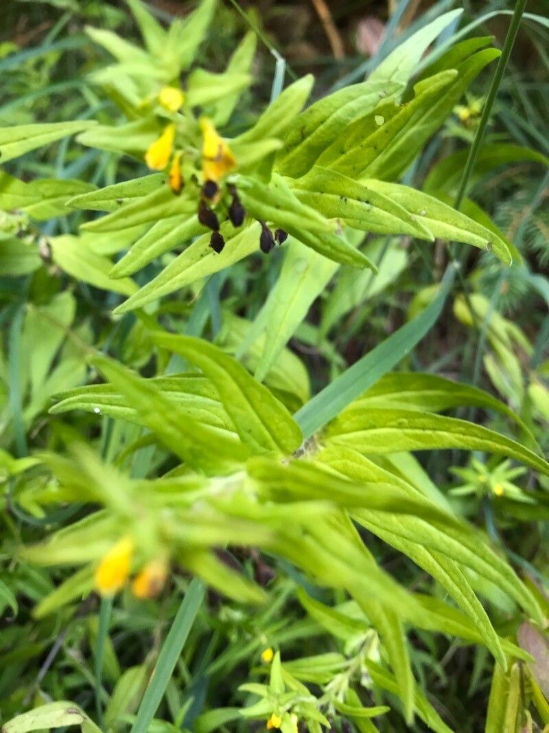 Melampyrum sylvaticum leaf