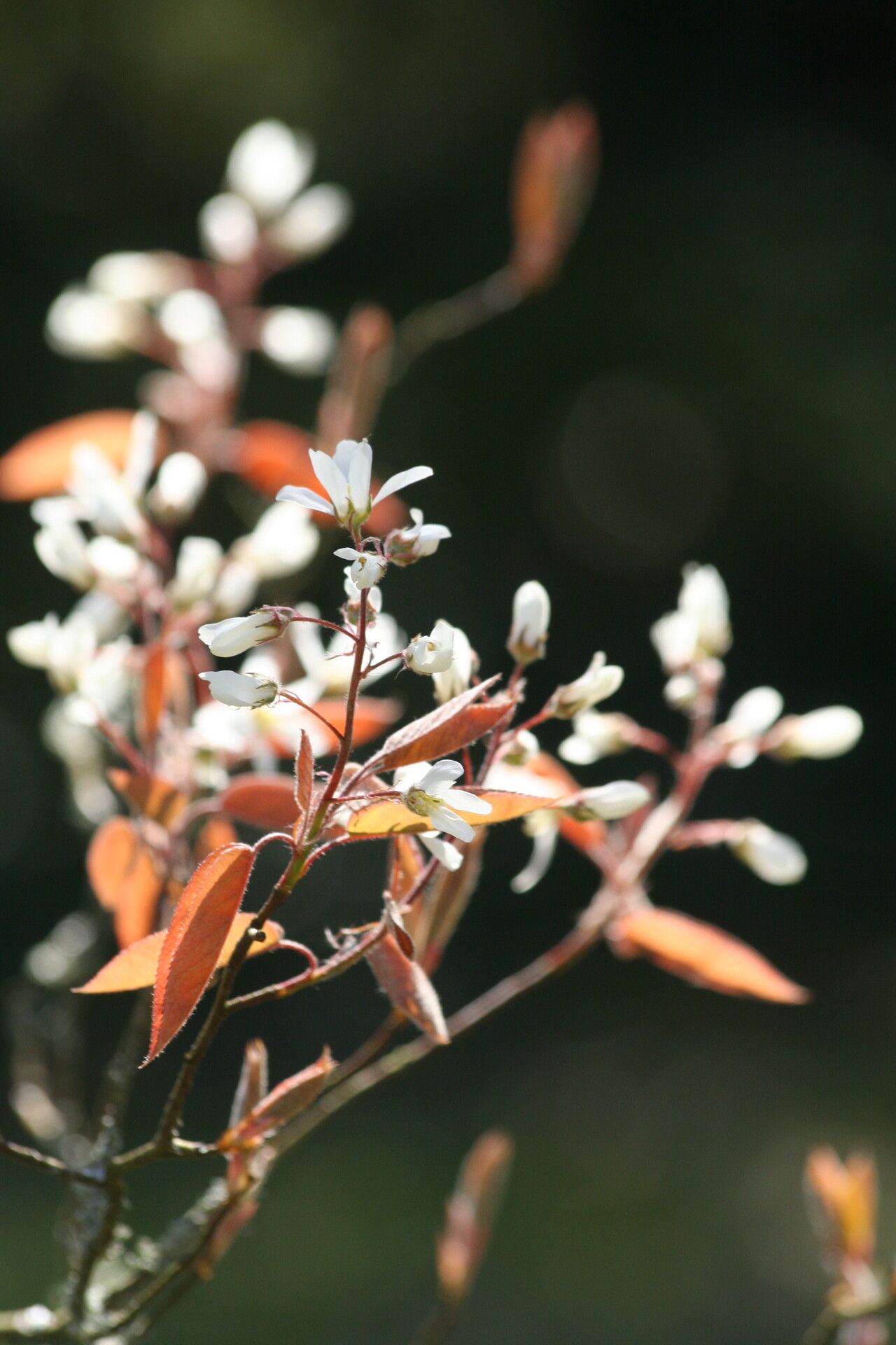 Amelanchier asiatica flower