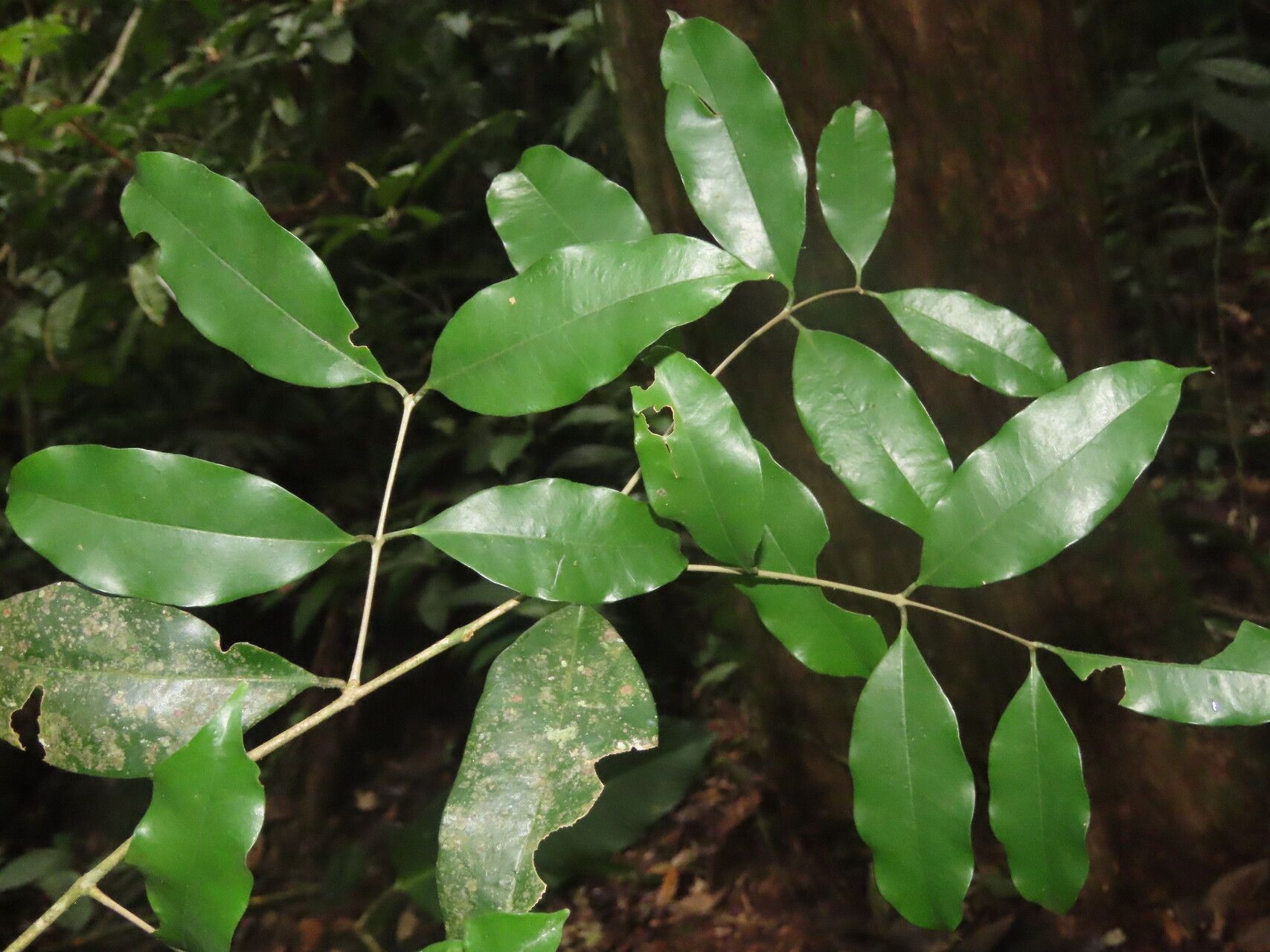 Eugenia siggersii — houseplant care guide