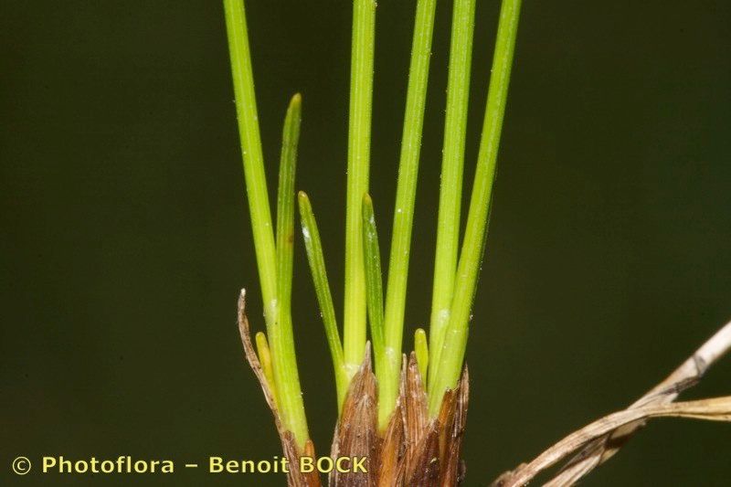 Trichophorum pumilum fruit