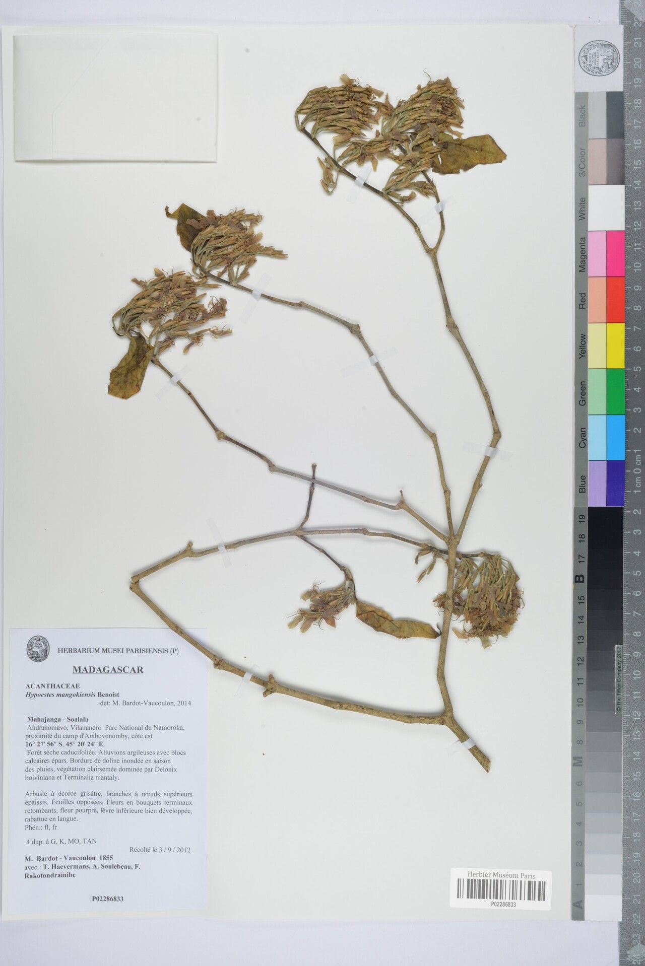 Hypoestes mangokiensis — houseplant care guide