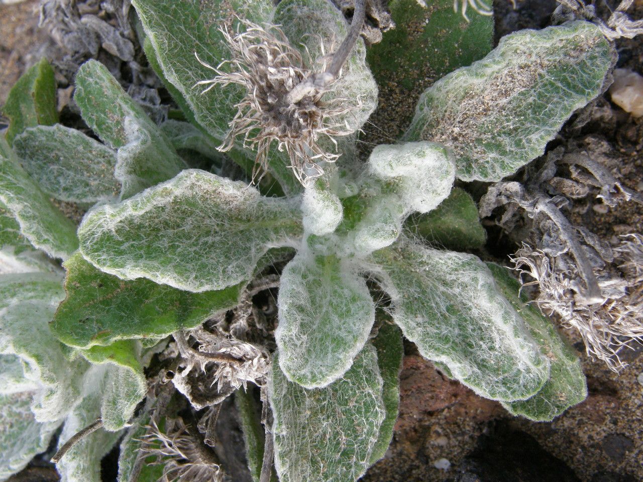 Pulicaria canariensis leaf