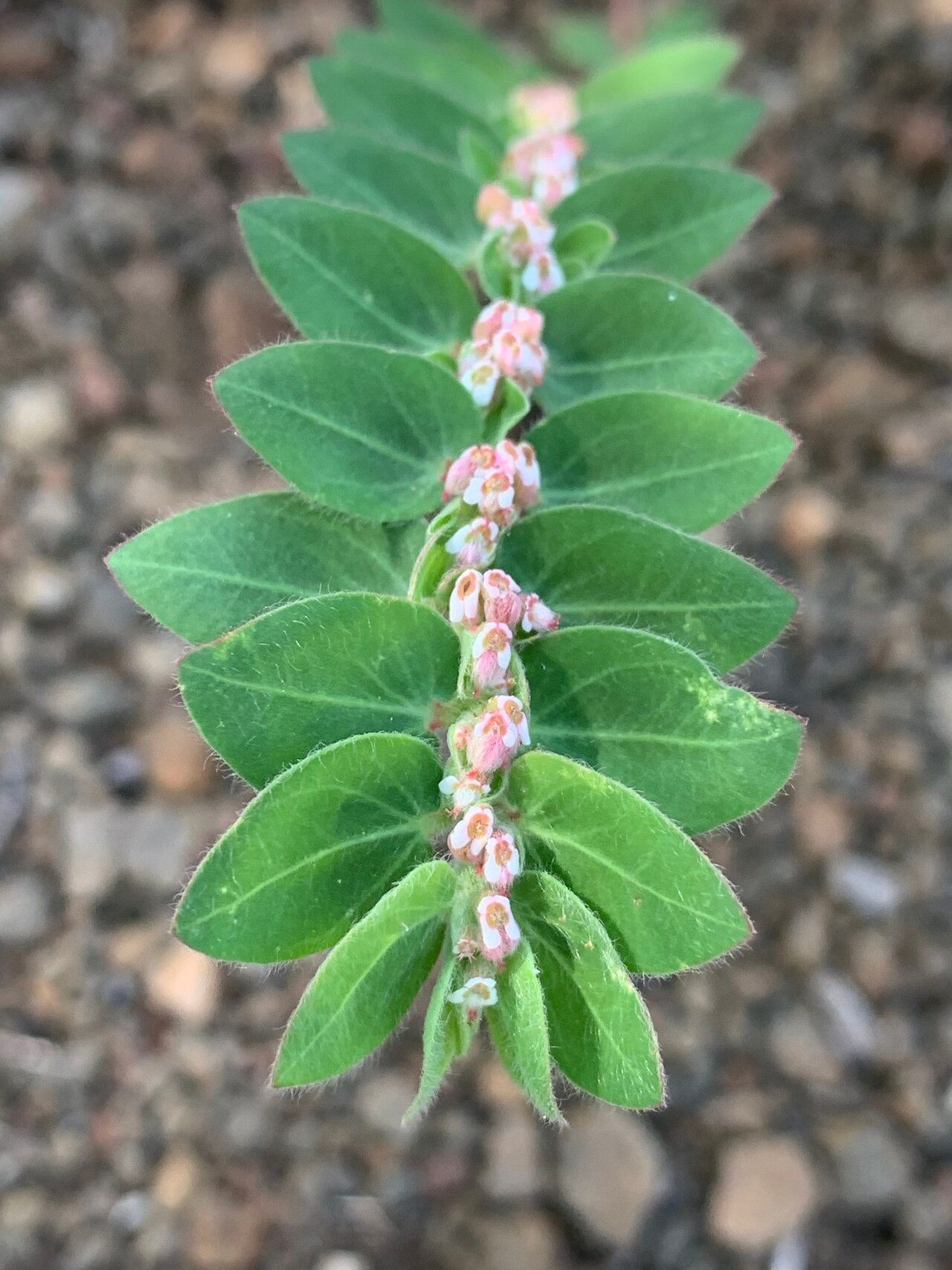 Euphorbia tettensis flower