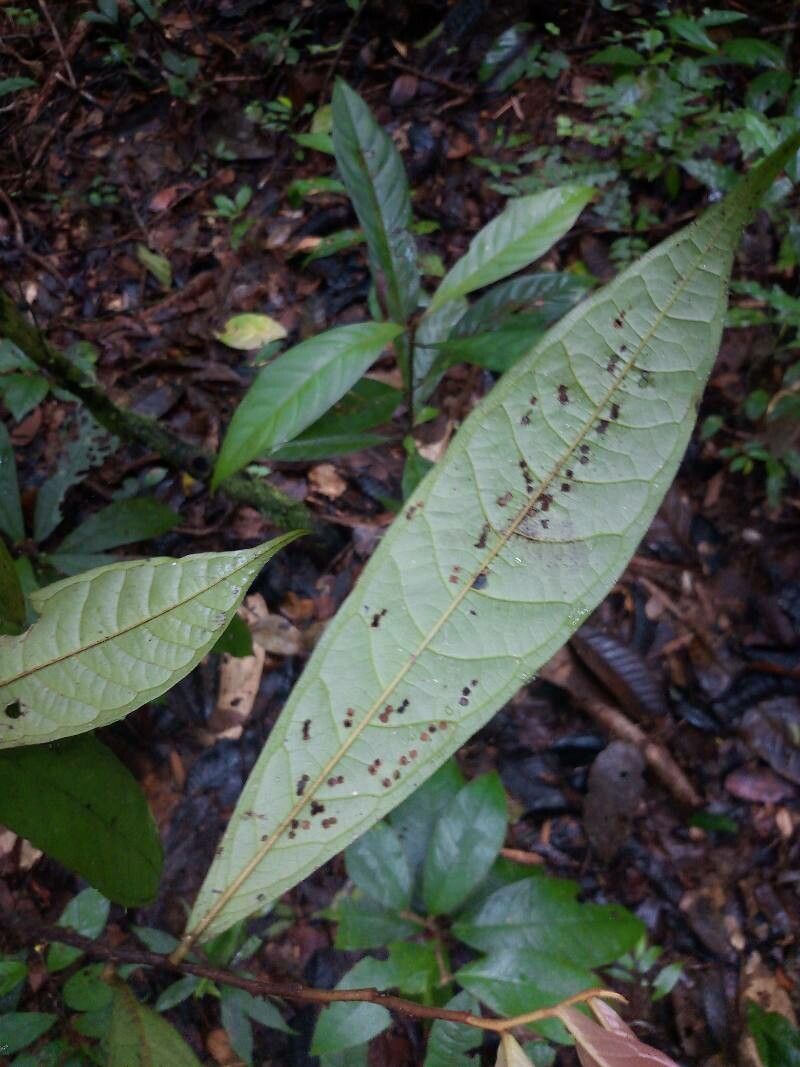 Fusaea longifolia leaf