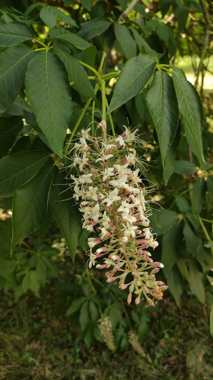 Aesculus californica flower