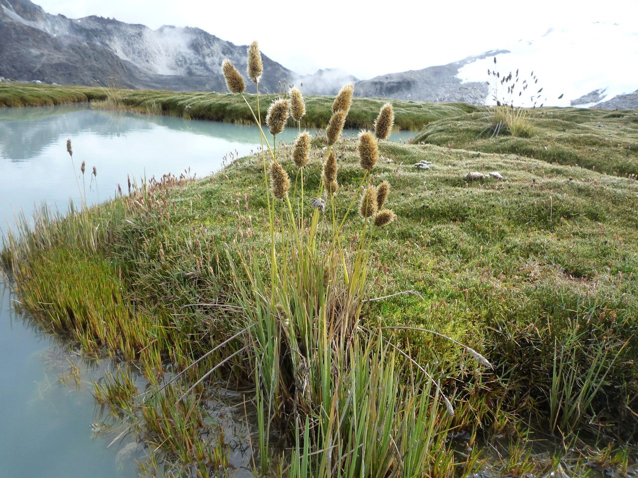 Deschampsia chrysantha habit