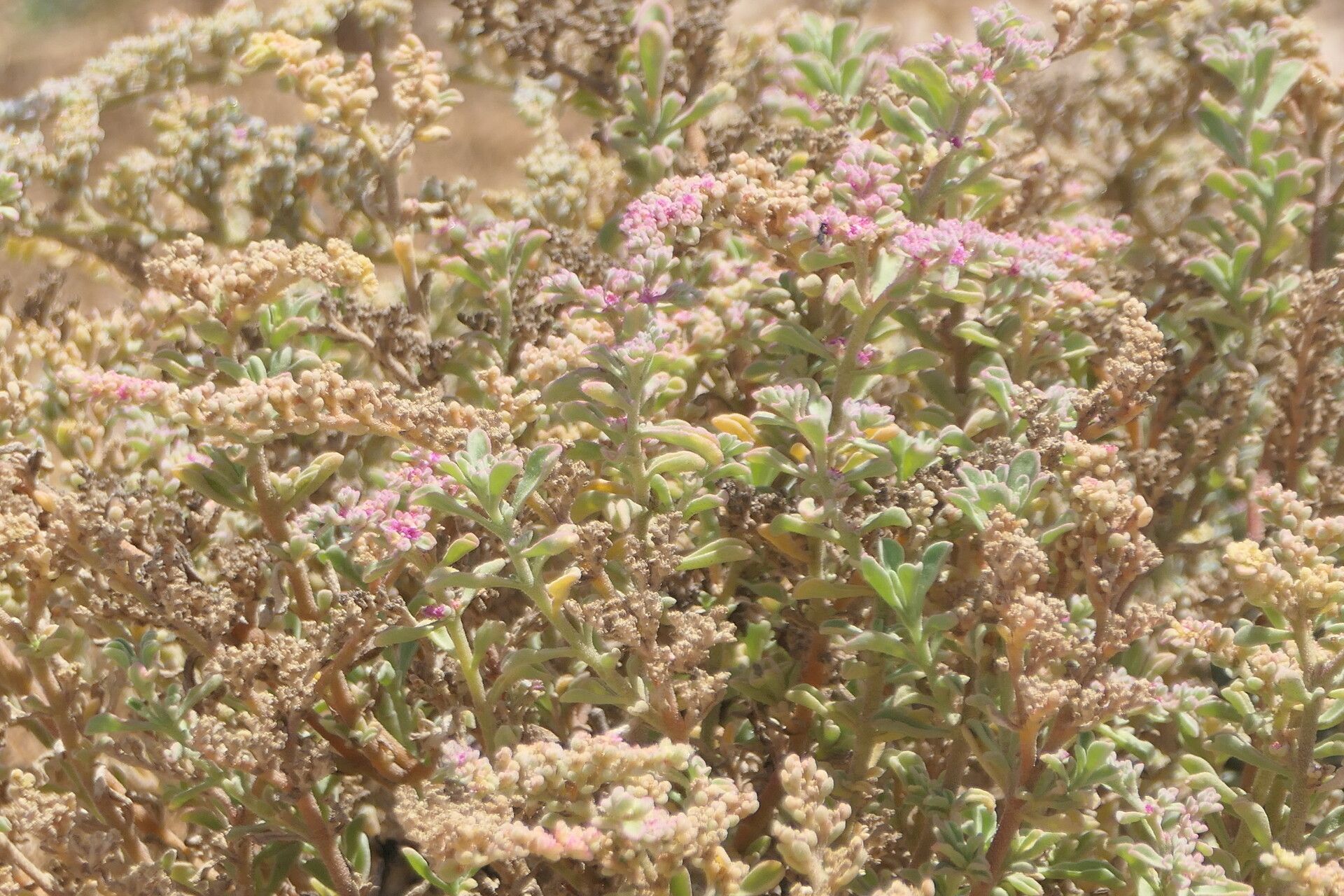 Aizoon papulosum — related species from the same genus