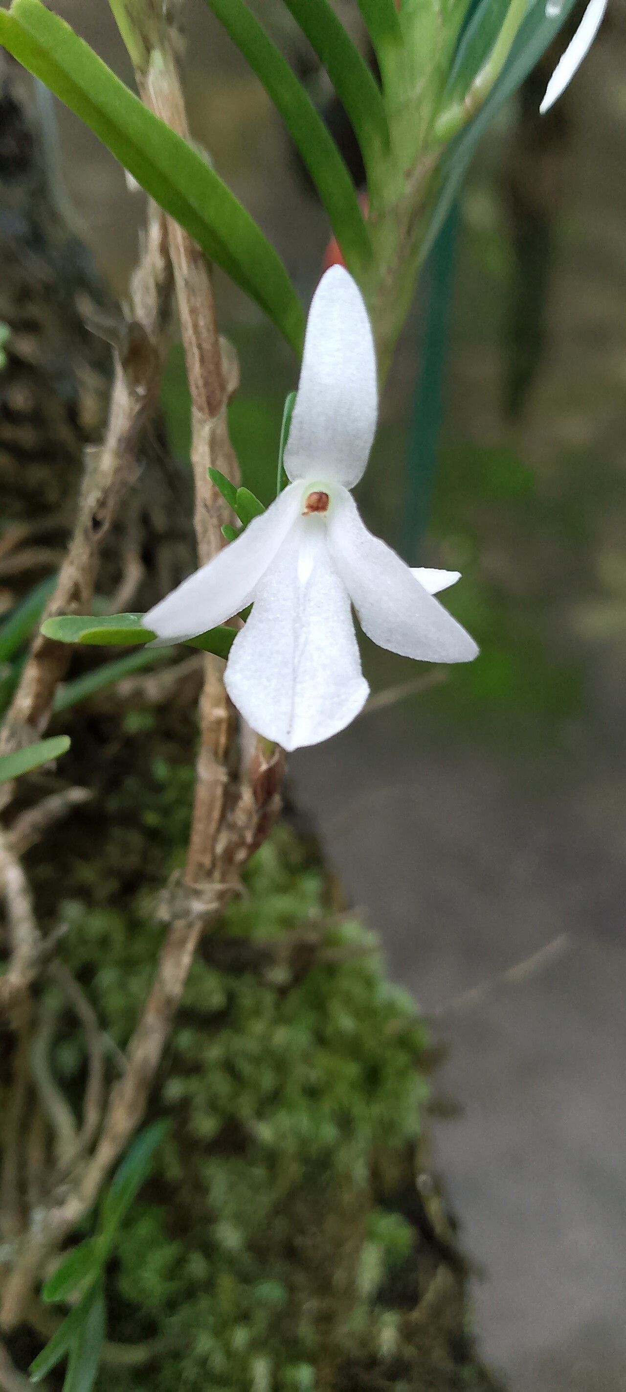 Jumellea spathulata flower