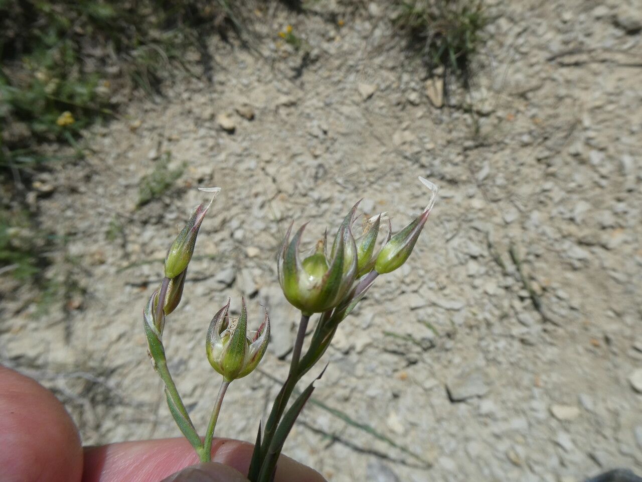 Linum narbonense fruit