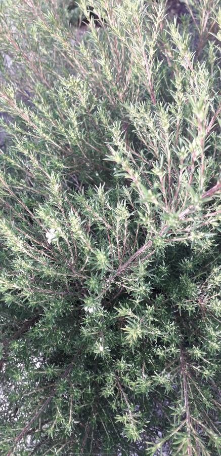 Diosma hirsuta fruit