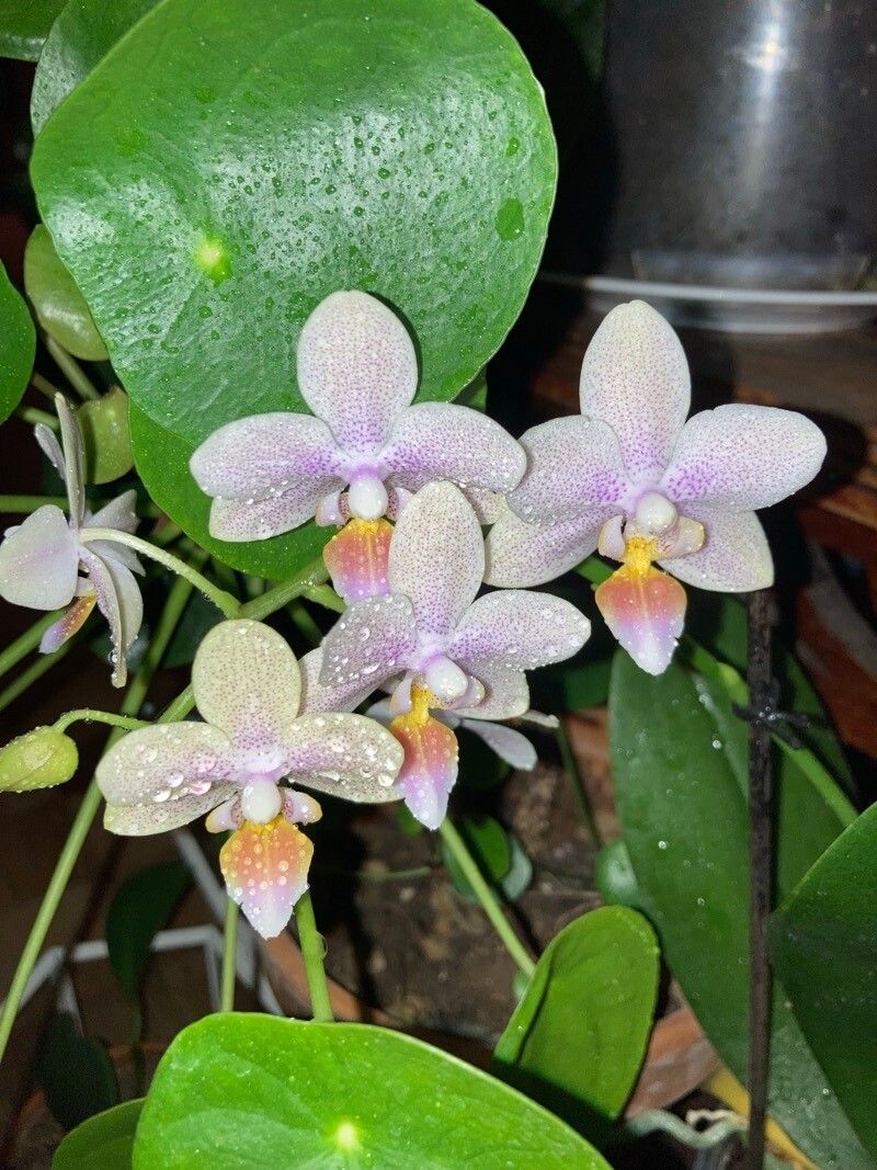 Phalaenopsis equestris flower