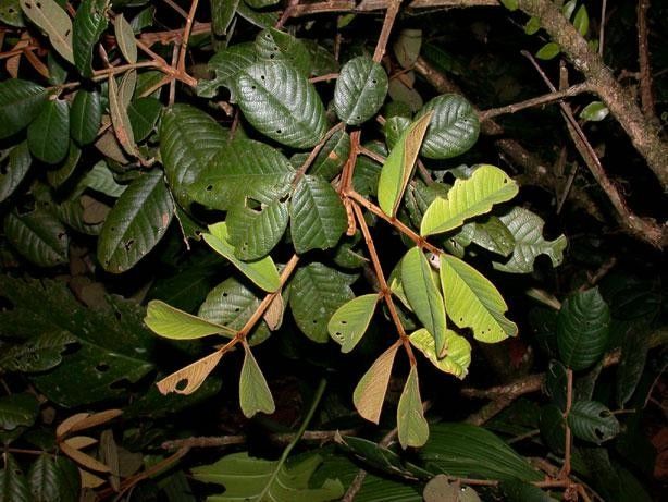 Ormosia velutina — houseplant care guide