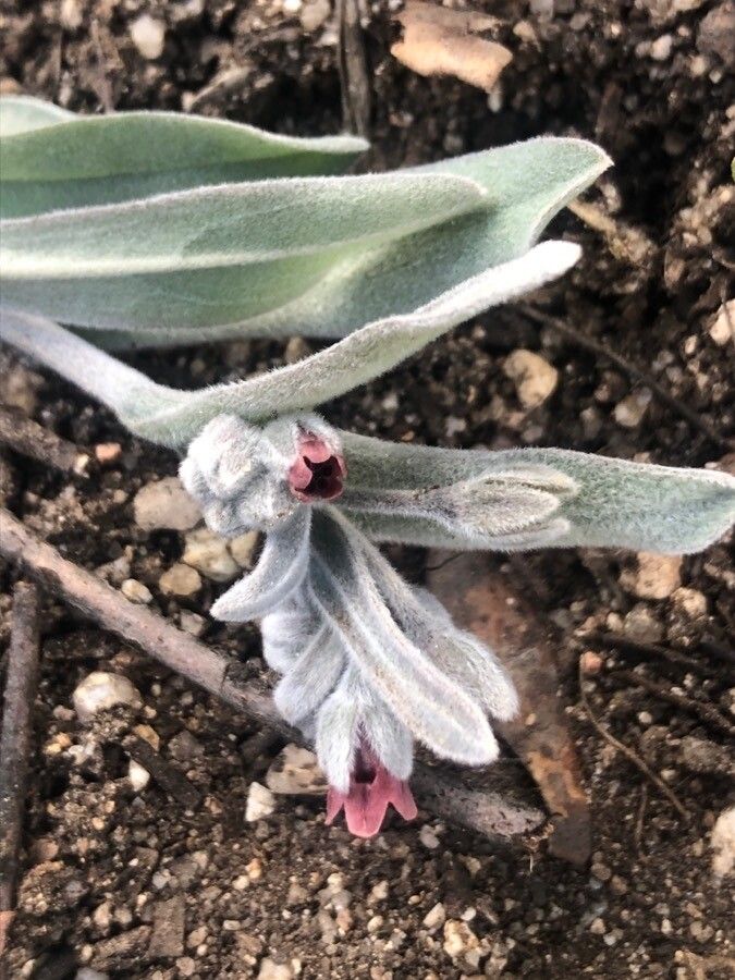 Pardoglossum cheirifolium other