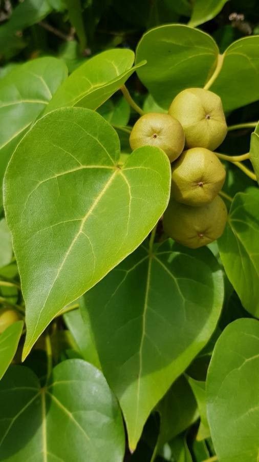 Thespesia populneoides fruit