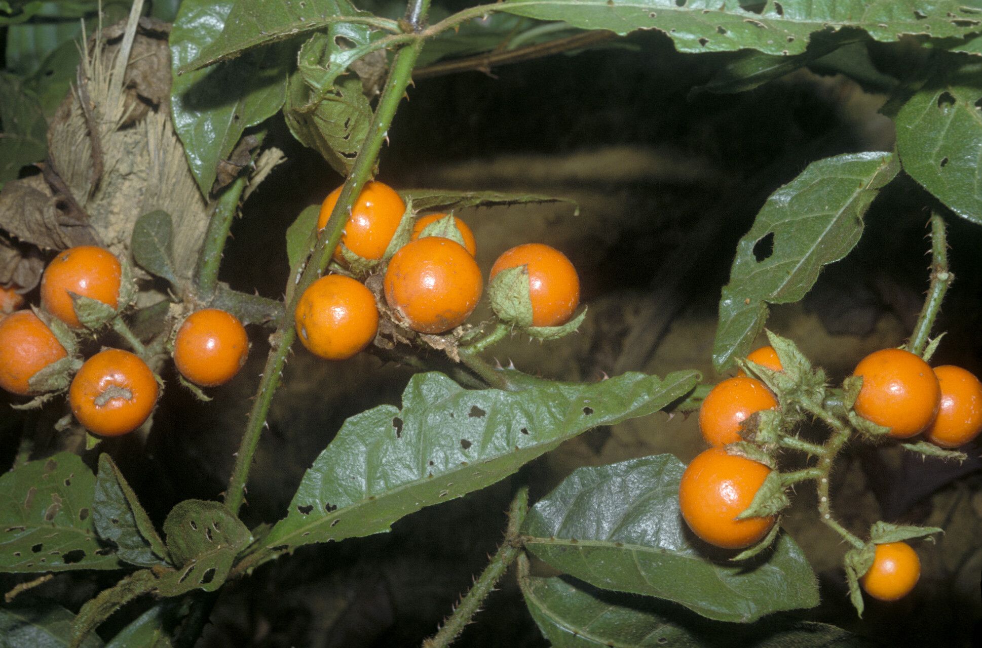 Solanum leucopogon fruit