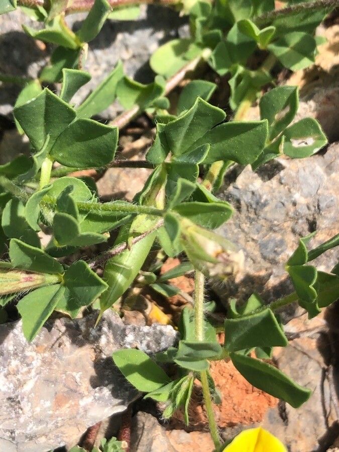 Lotus edulis — search result for 'Lotus'