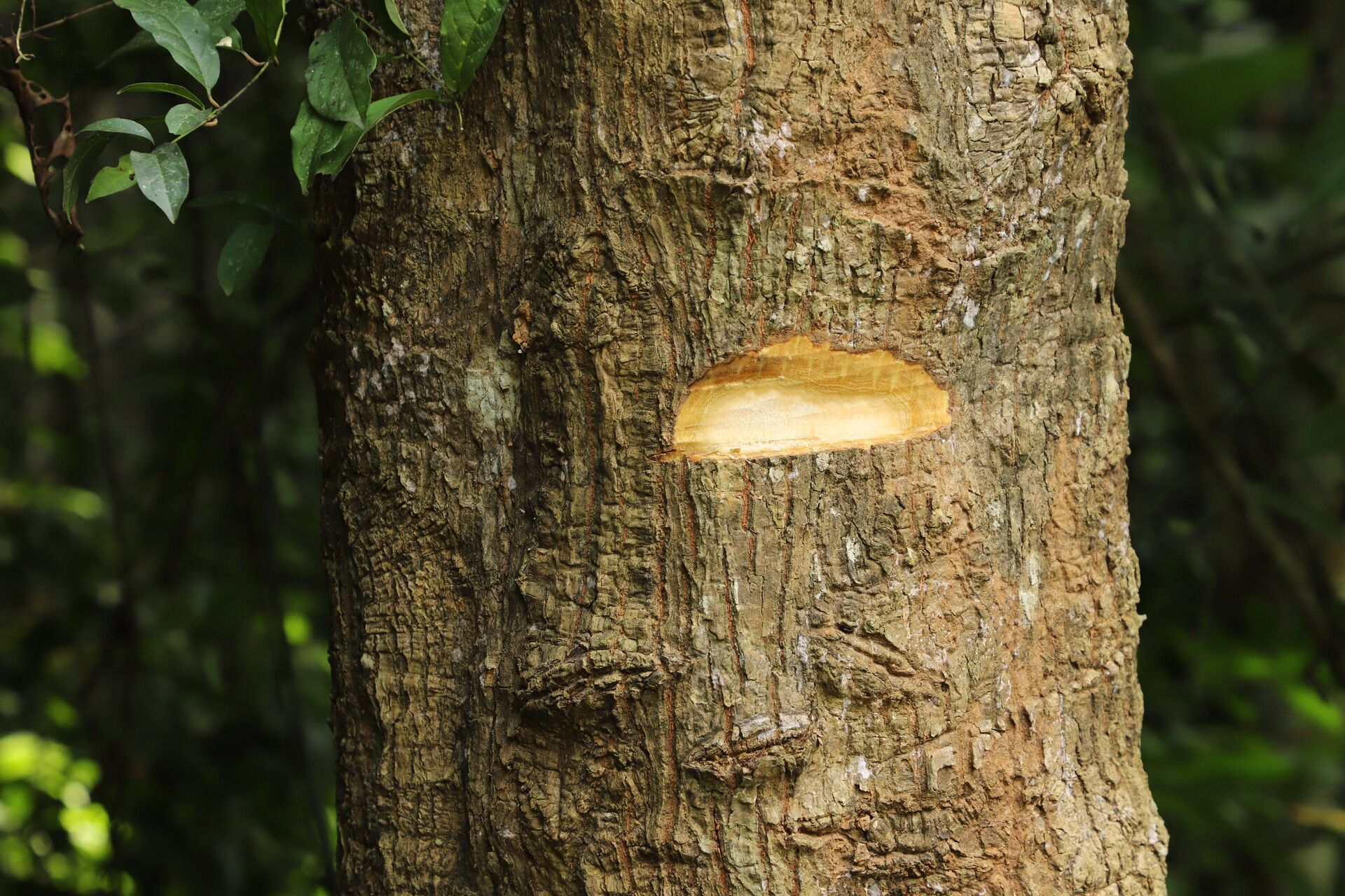 Cussonia brieyi bark