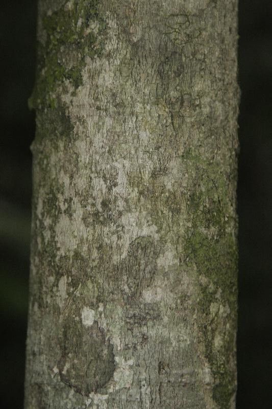 Matisia ochrocalyx bark