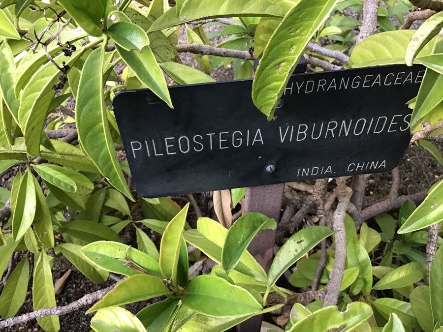 Pileostegia viburnoides leaf