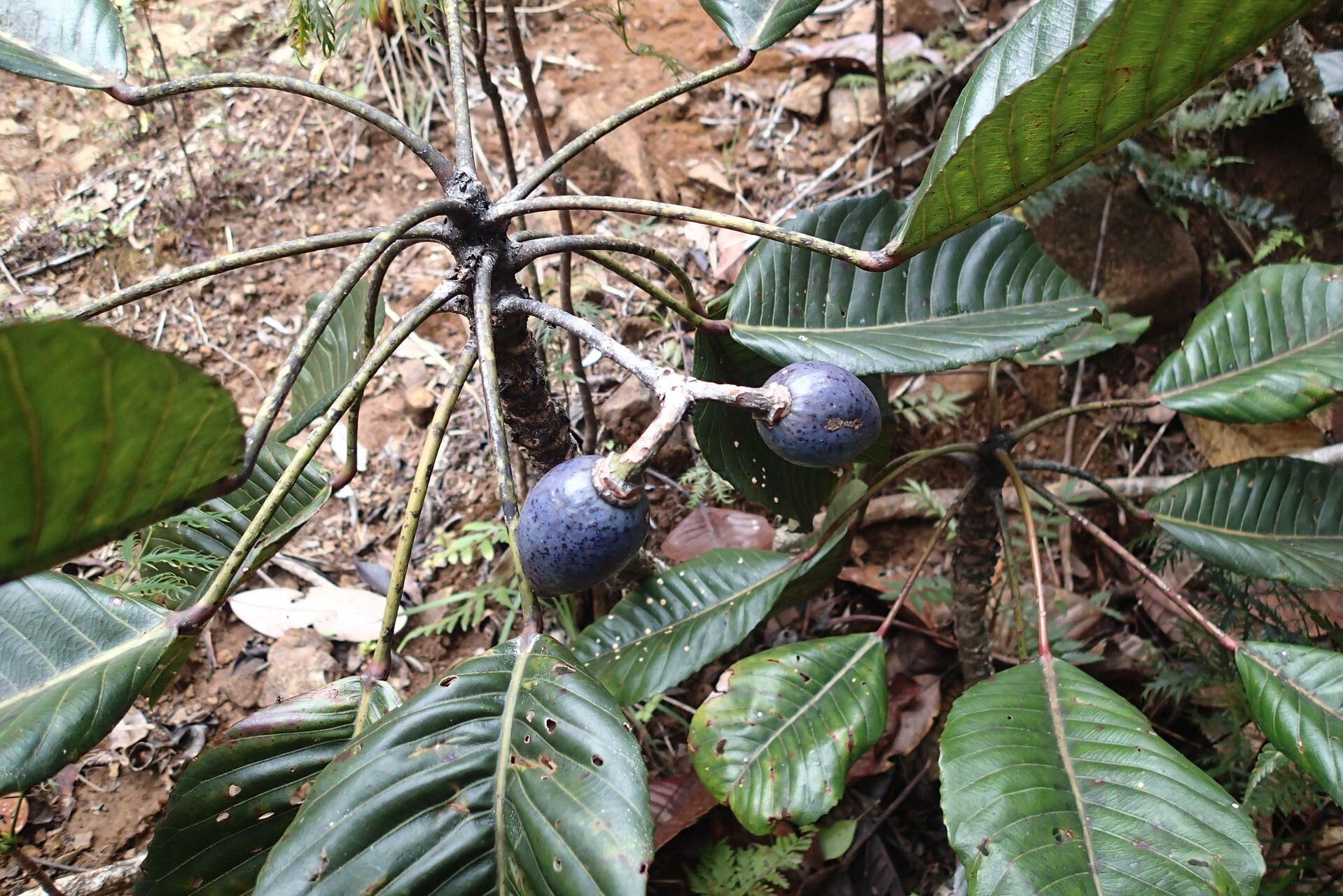 Elaeocarpus gummatus fruit