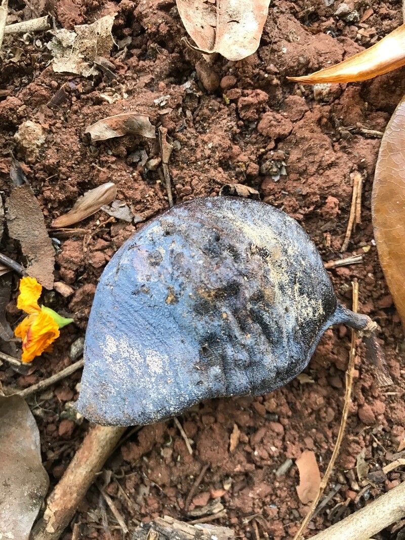 Swartzia langsdorffii fruit