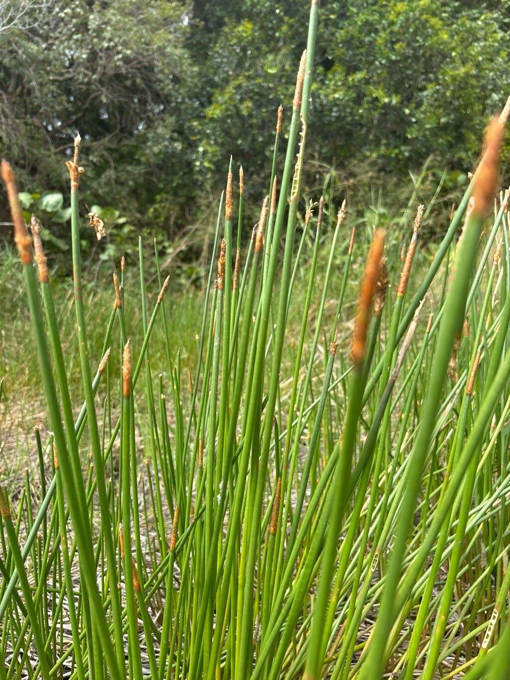 Eleocharis limosa leaf