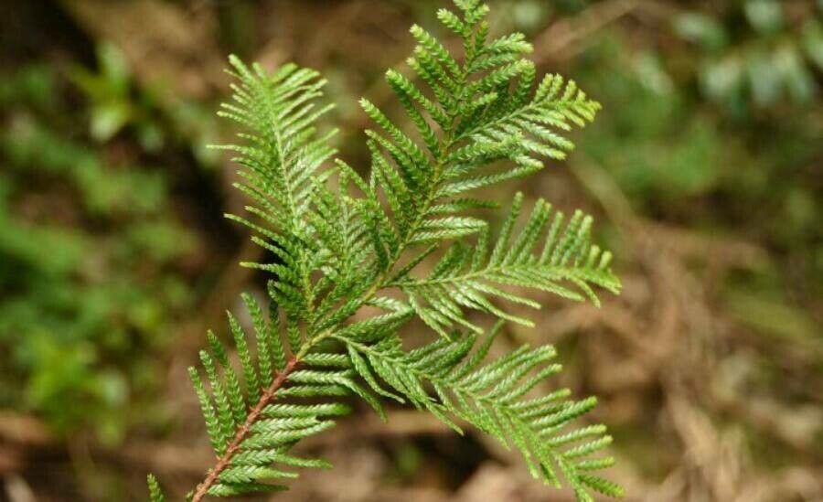 Dacrycarpus vieillardii leaf
