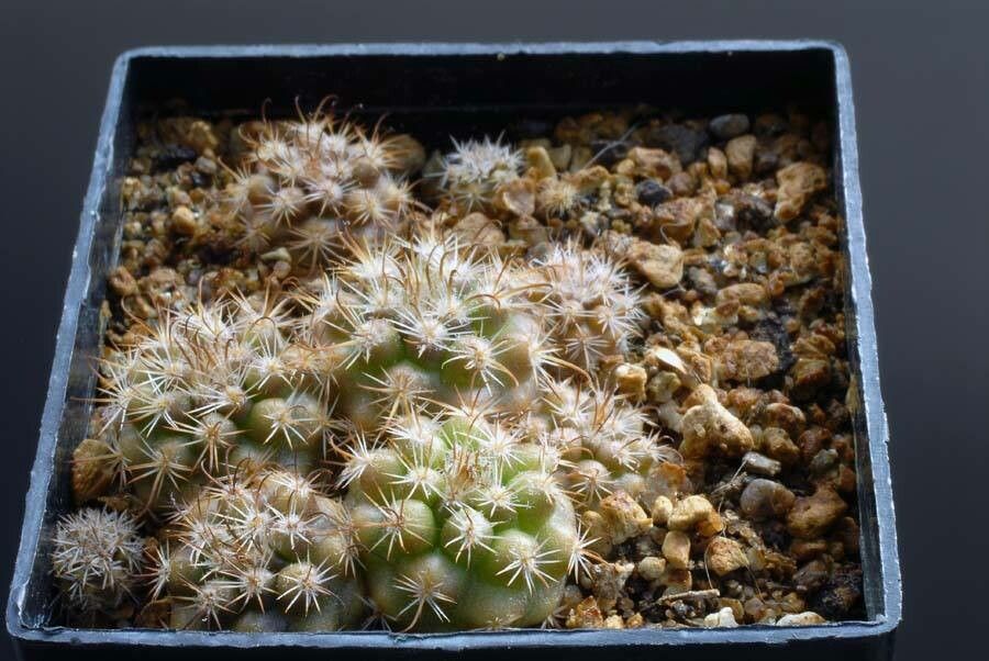 Parodia aureicentra other