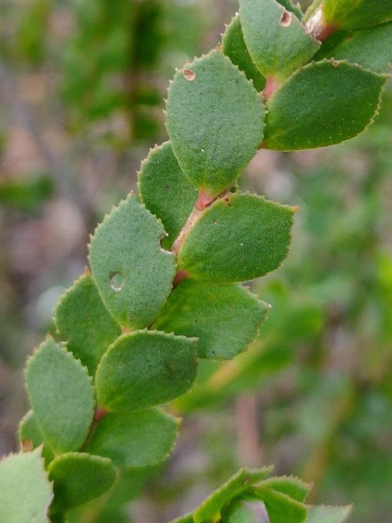 Boronia serrulata — search result for 'Rutaceae'