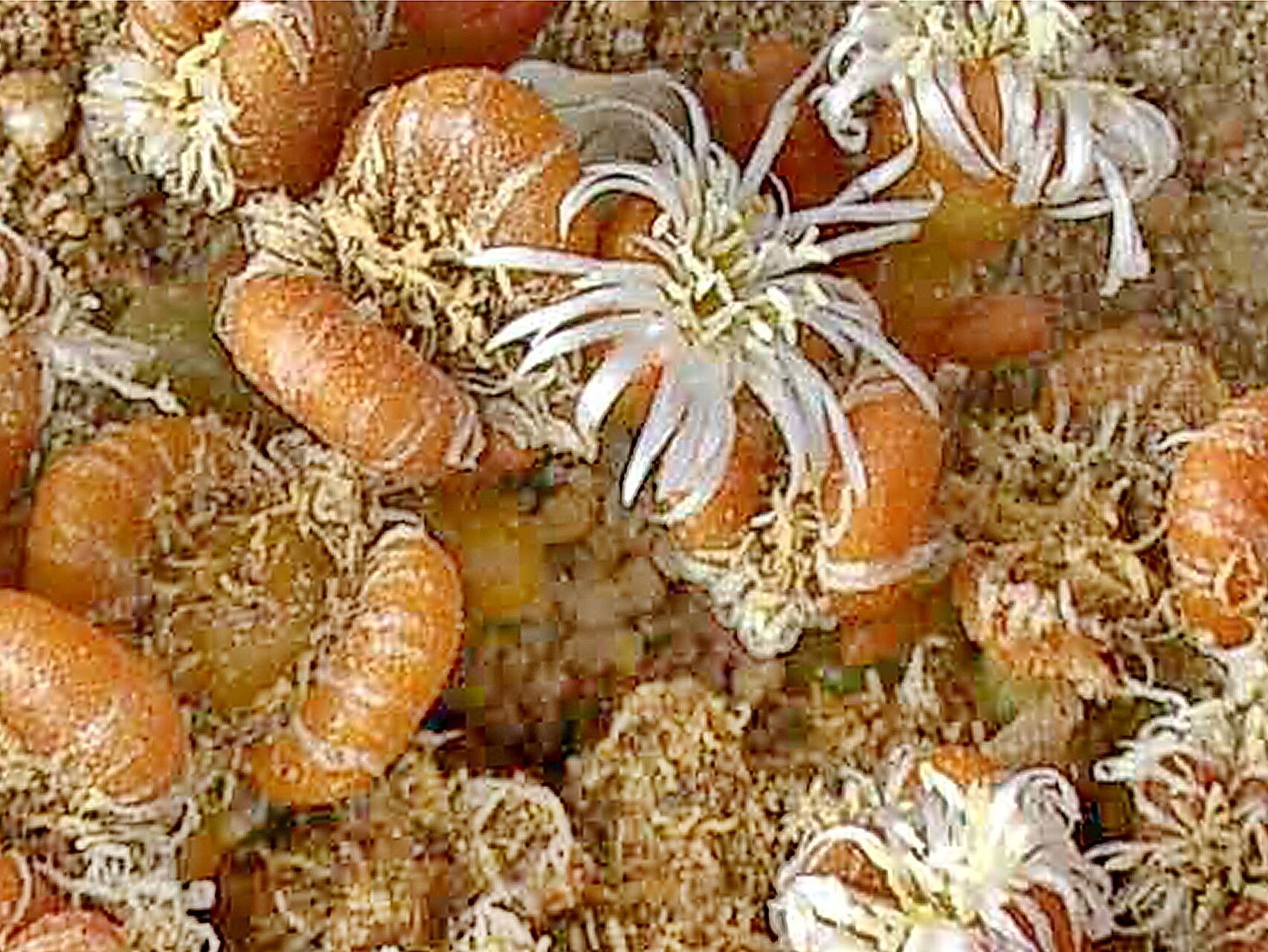 Mesembryanthemum juttae — search result for 'Mesembryanthemum'